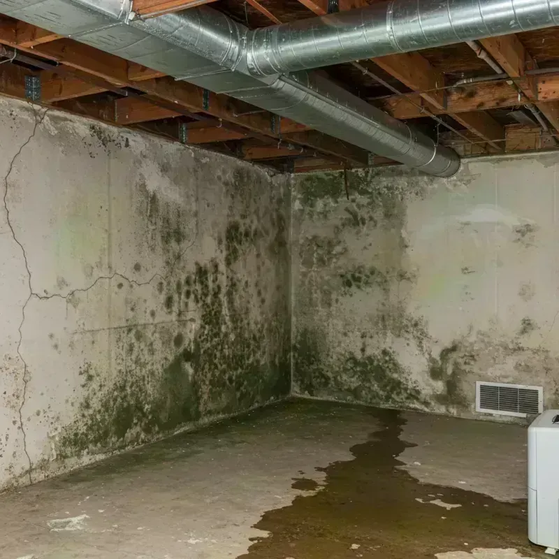 Professional Mold Removal in Clearwater, FL